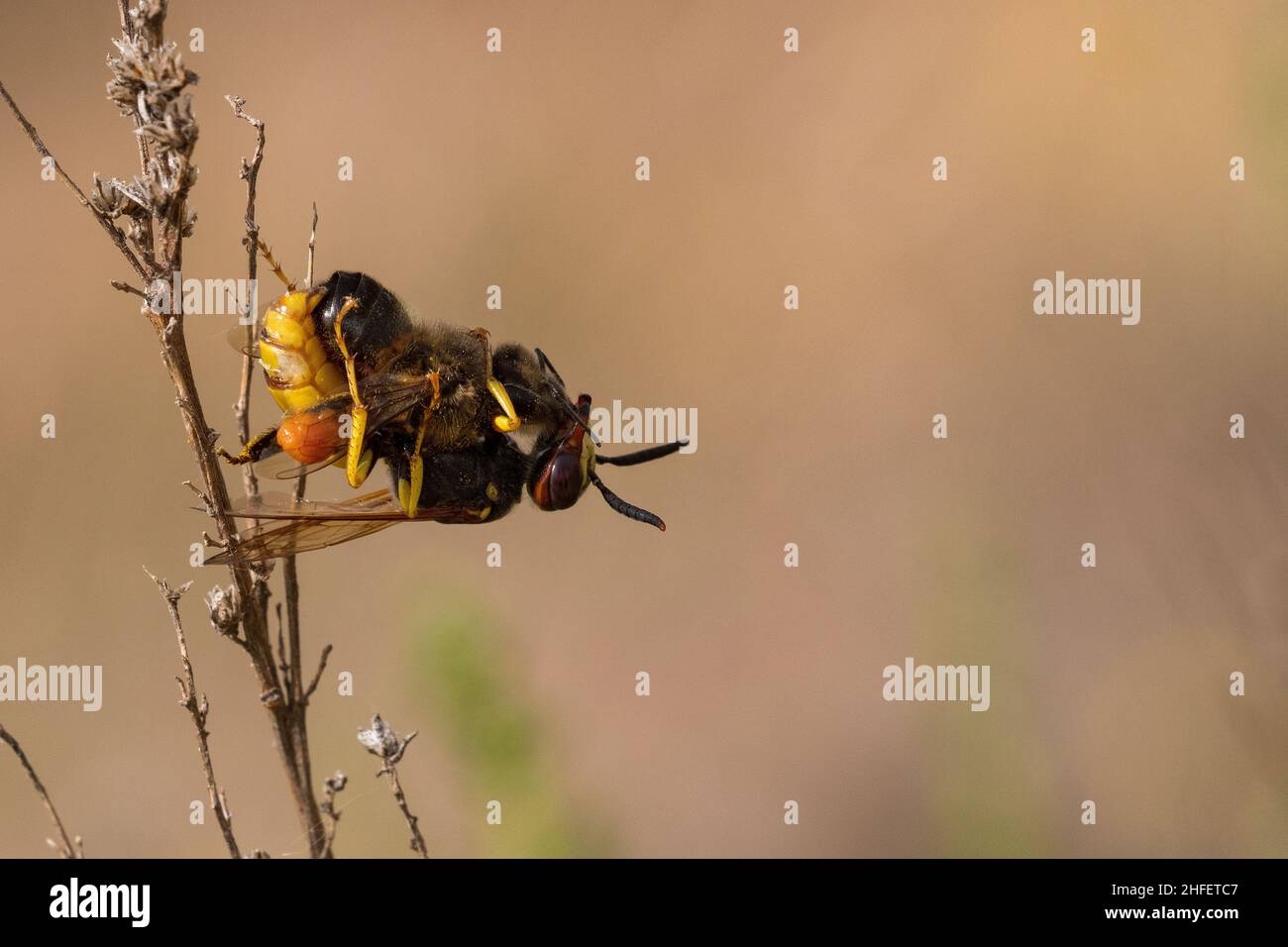 Philanthus - l'abeille loup européenne est une espèce d'Hymenoptera apocrita de la famille des Crabronidae. Banque D'Images