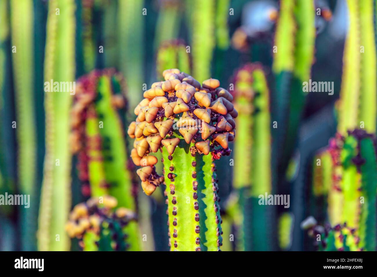 cactus verts avec beaucoup de petits fruits de poire Banque D'Images