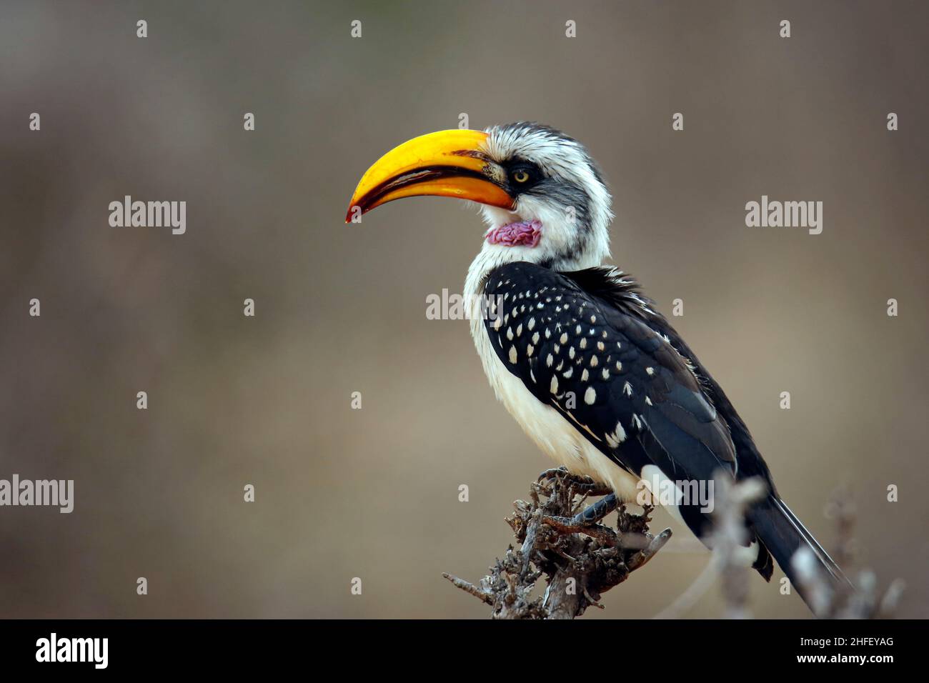 Hornbill à bec jaune de l'est (Tockus flavirostris, alias Hornbill à bec jaune du Nord.Tsavo West, Kenya Banque D'Images