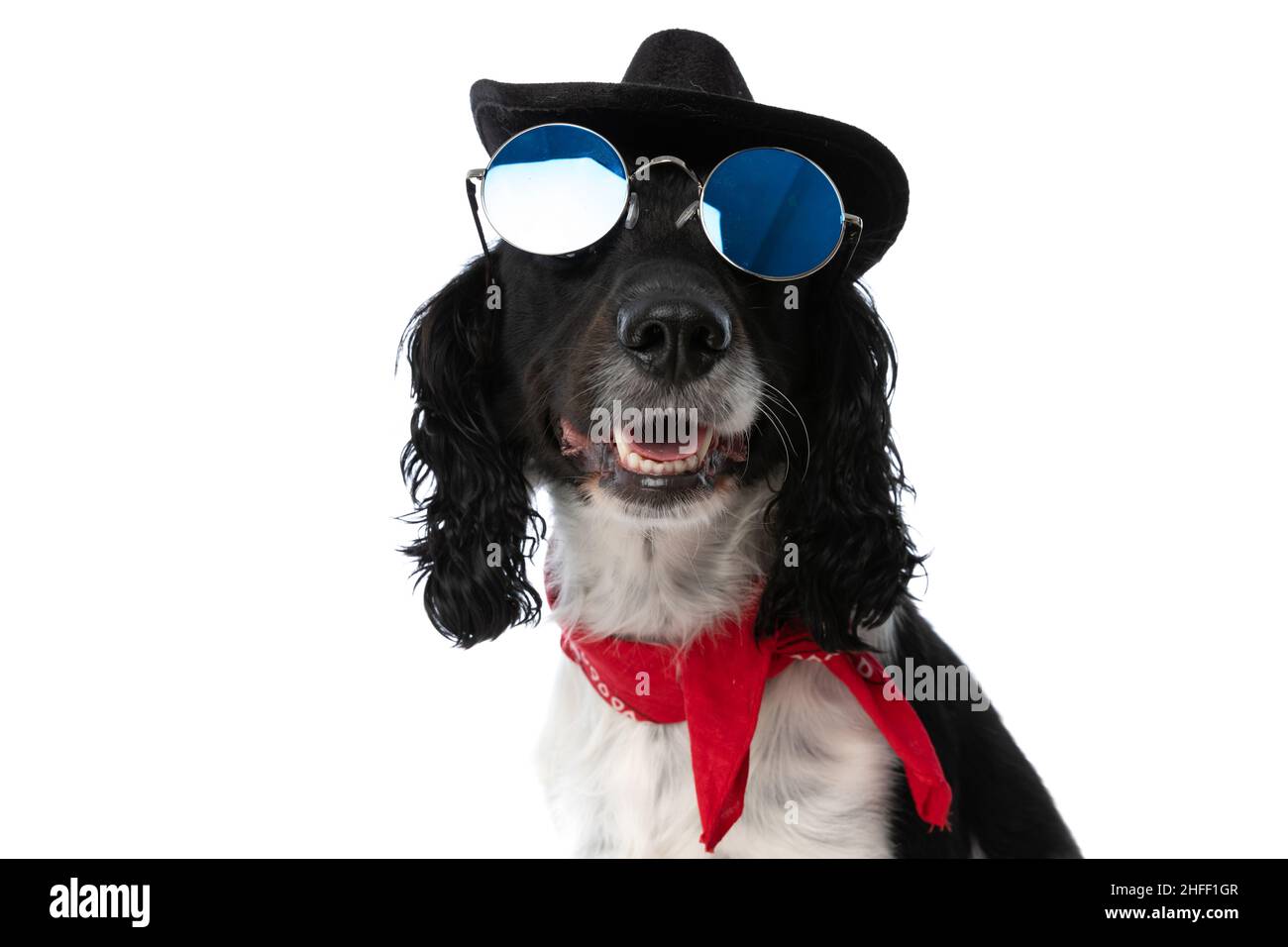 cool english springer spaniel chien avec lunettes de soleil rétro, bandana  et chapeau regardant vers le haut et panting sur fond blanc en studio Photo  Stock - Alamy