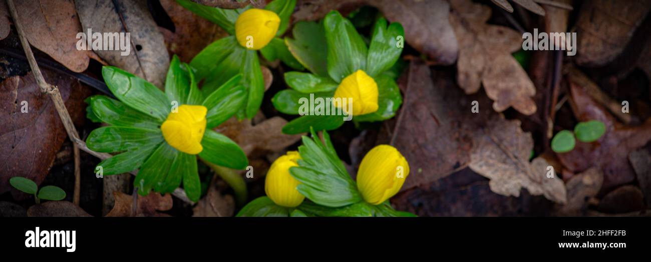 Panorama avec des fleurs jaunes appelées fleurs d'hiver Aconite Eranthis hyemalis Banque D'Images