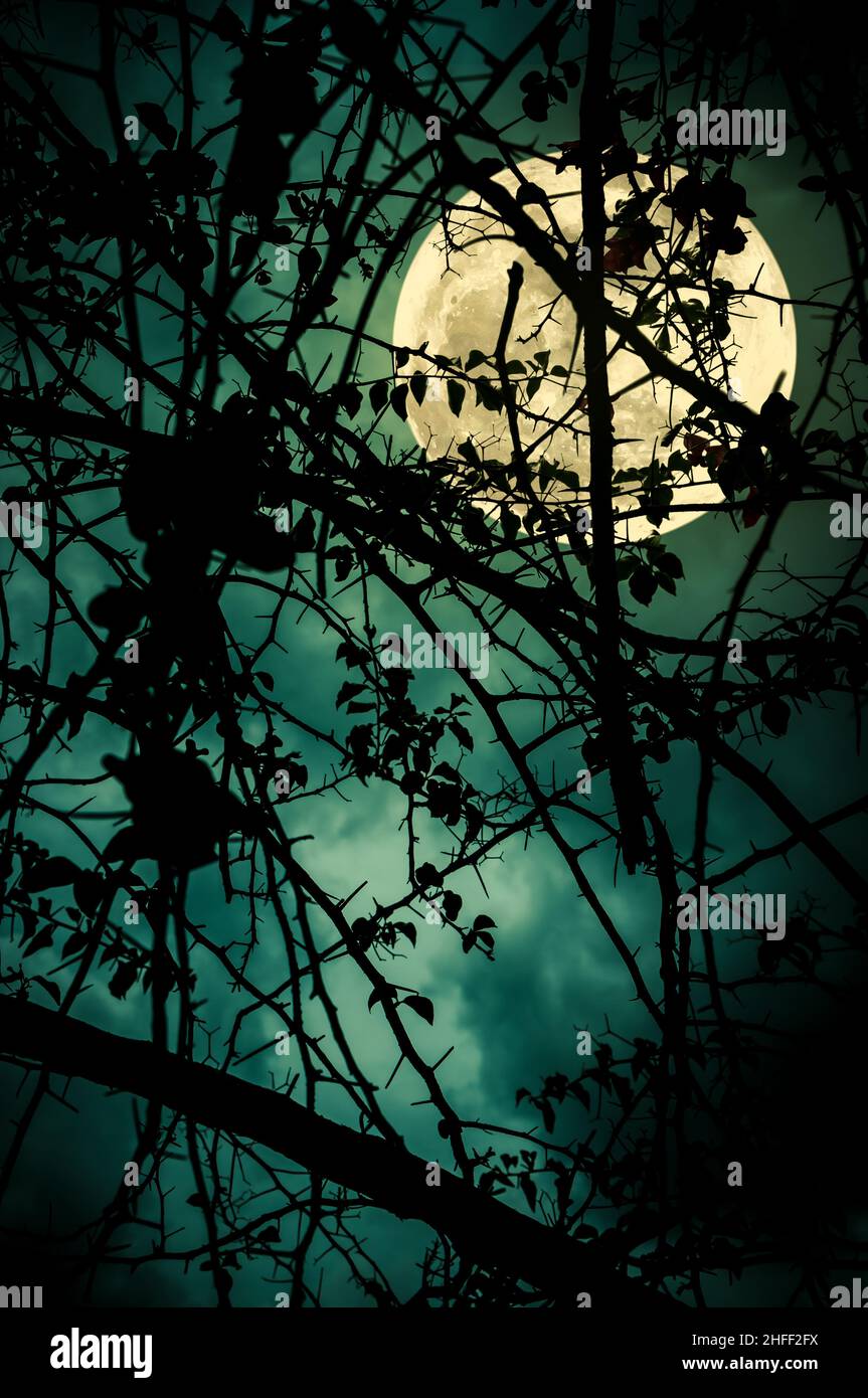 Paysage nocturne de ciel et de super lune avec clair de lune derrière la silhouette de branche d'arbre. Sérénité nature fond. À l'extérieur la nuit. Le m Banque D'Images