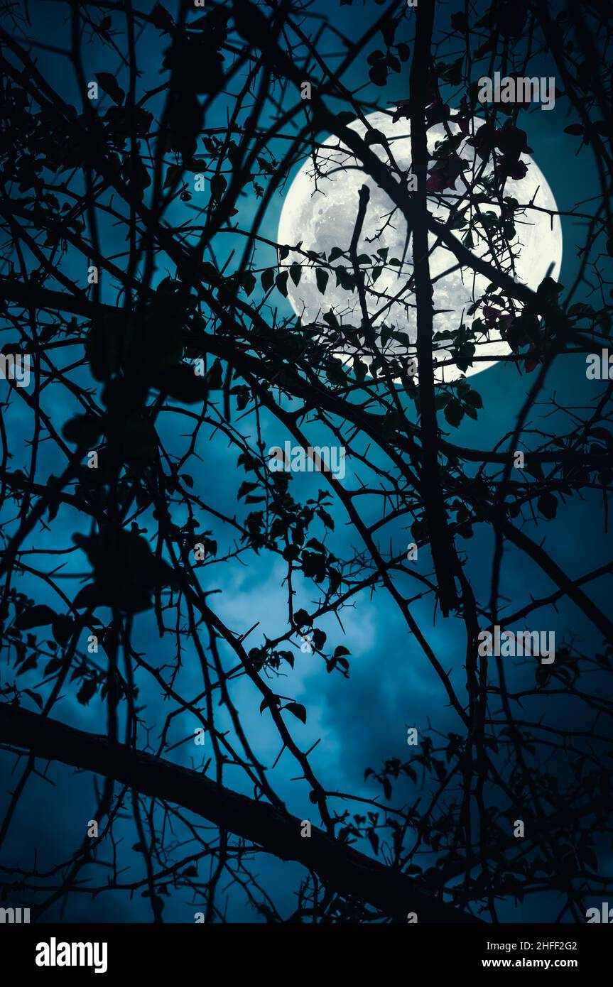 Paysage nocturne de ciel et de super lune avec clair de lune derrière la silhouette de branche d'arbre. Sérénité nature fond. À l'extérieur la nuit. Le m Banque D'Images
