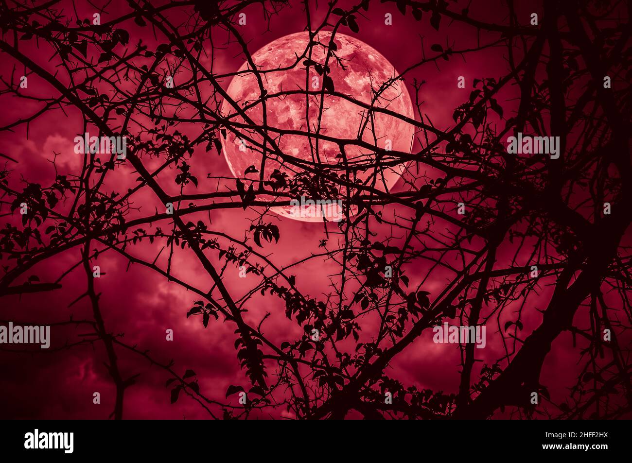 Paysage nocturne de ciel et de super lune avec clair de lune derrière la silhouette de branche d'arbre. Sérénité nature fond. À l'extérieur la nuit. Le m Banque D'Images