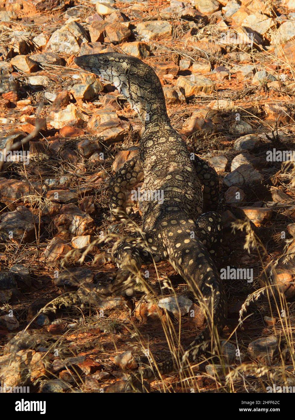 Perentie, le plus grand lézard d'Australie Banque D'Images