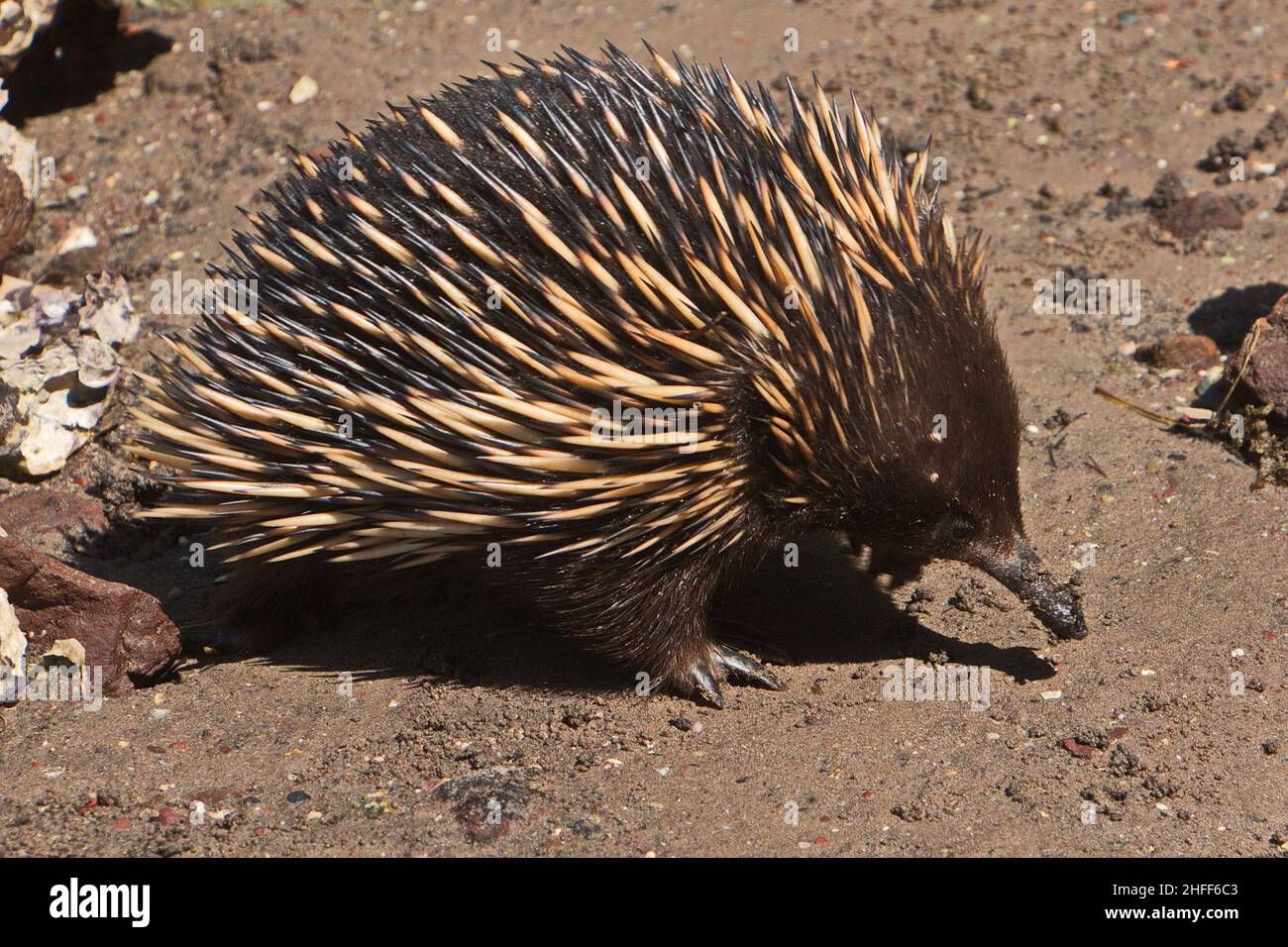 Spity Anteater sur Pambula Beach en Australie Banque D'Images