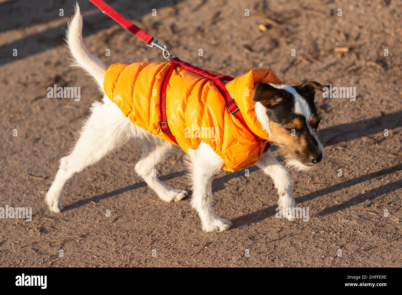 Jack russell jacket Banque de photographies et d'images à haute résolution  - Alamy