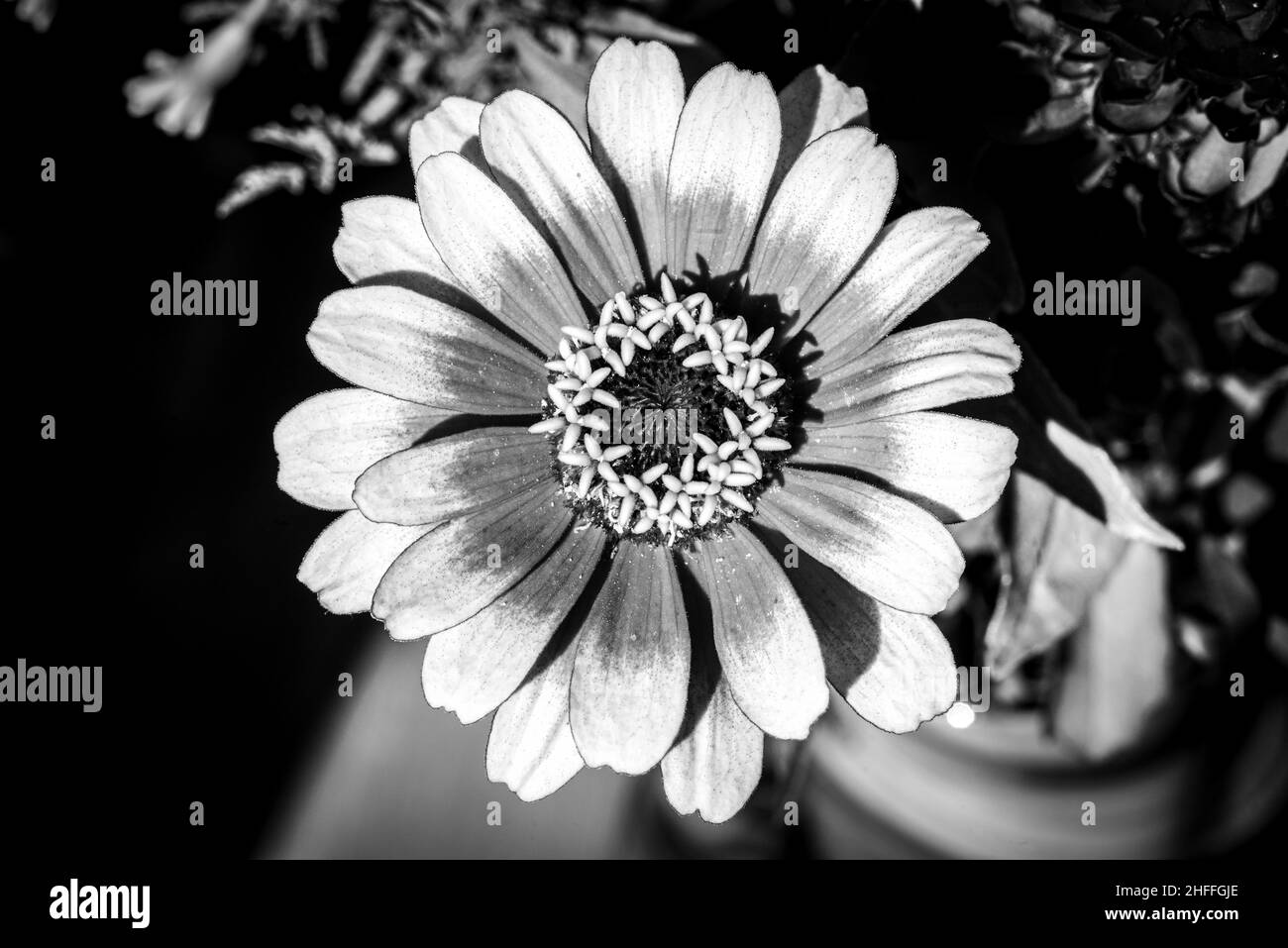 Vue rapprochée d'un bel aster coloré dans un bouquet de fleurs Banque D'Images