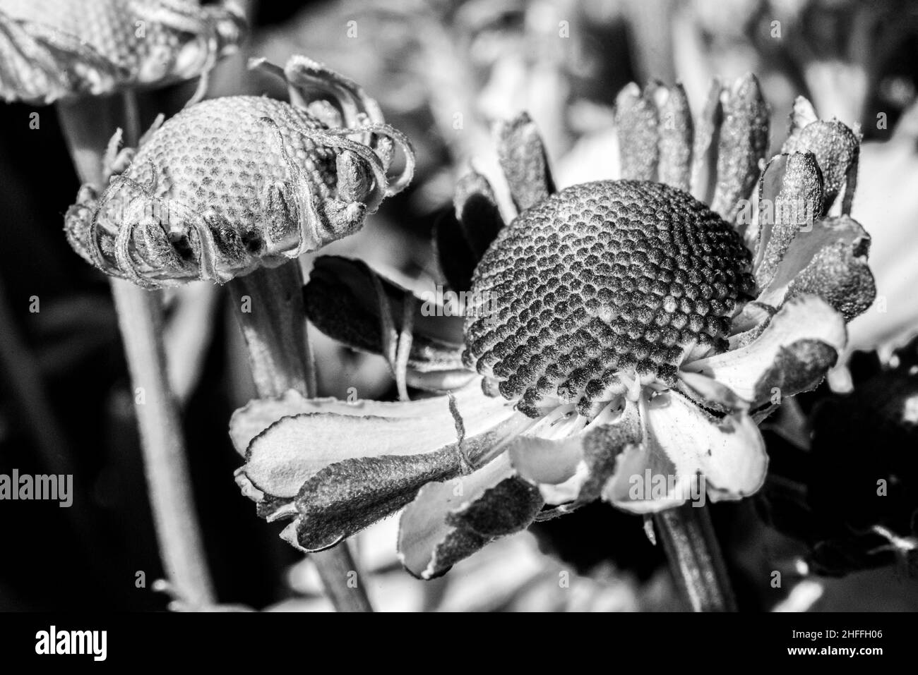 Vue rapprochée de fleurs magnifiquement flétrissent dans un bouquet Banque D'Images