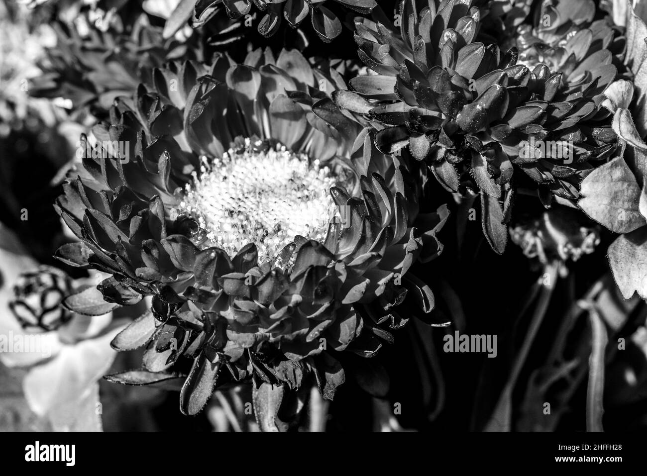 Un grand Chrysanthemum dans un bouquet de fleurs Banque D'Images