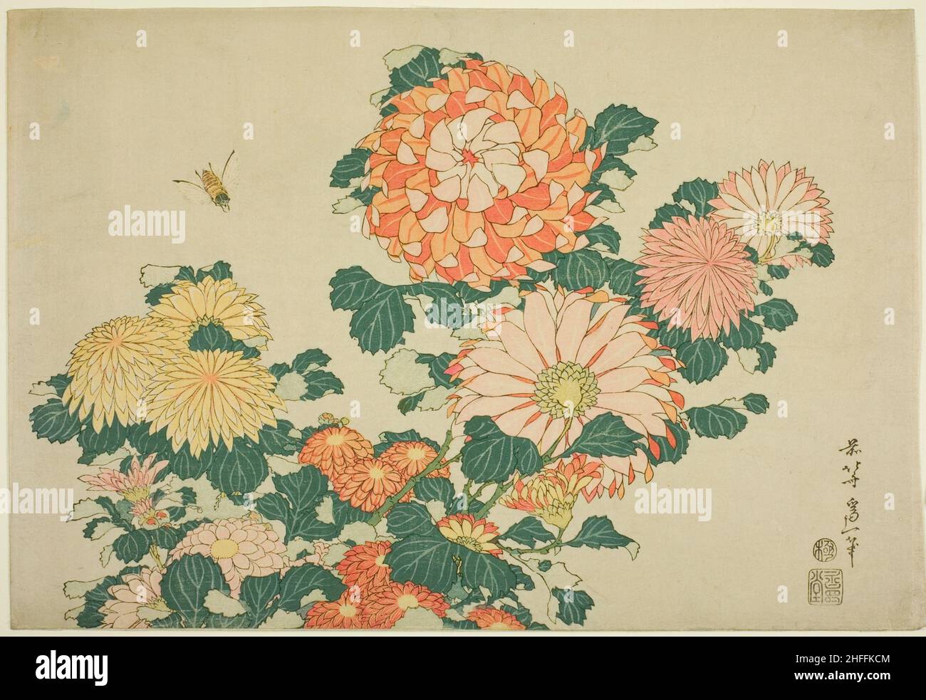 Chrysanthèmes et abeille, d'une série sans titre de grandes fleurs, Japon, c.1831-33. Banque D'Images