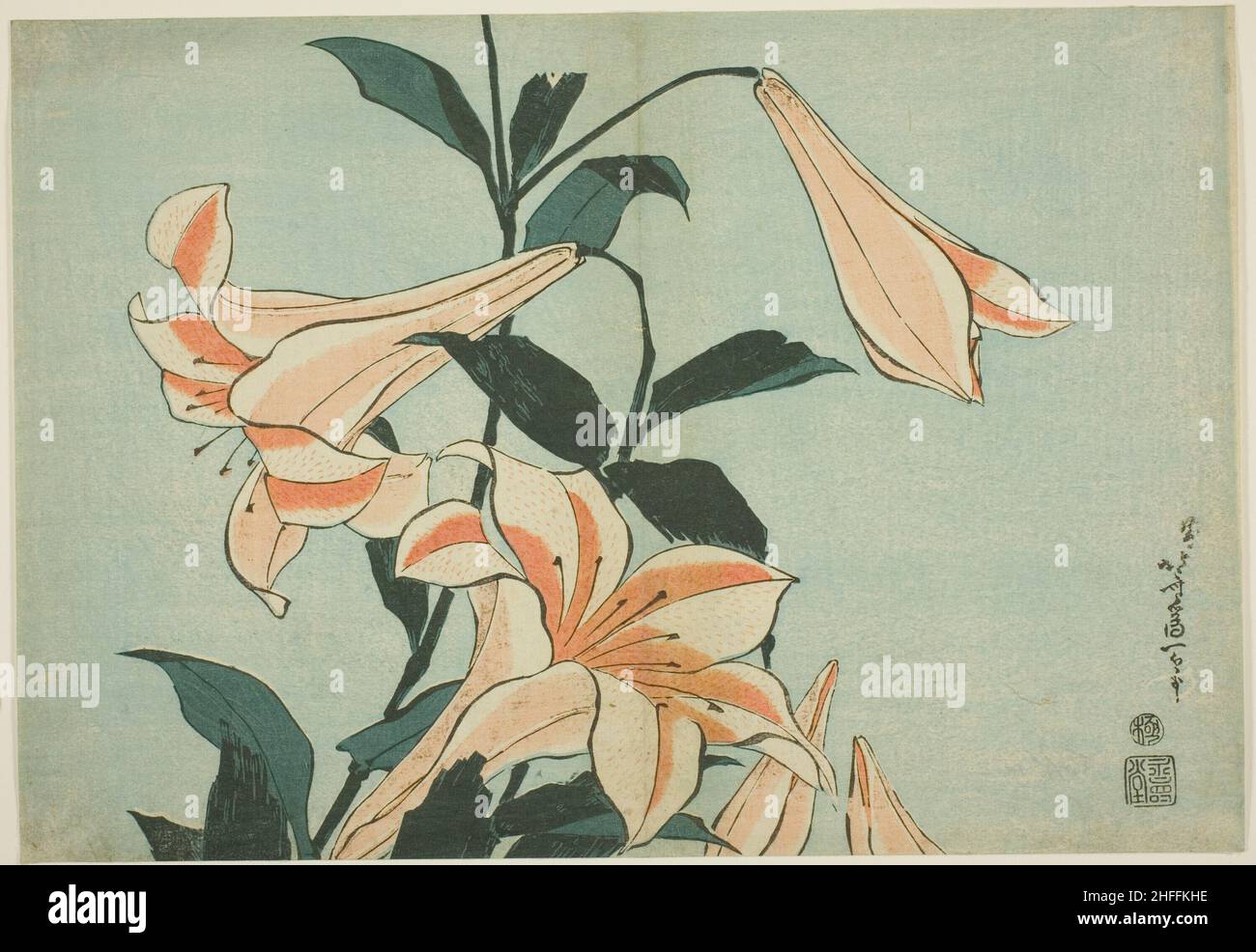 Lys, d'une série sans titre de grandes fleurs, Japon, c.1833/34. Banque D'Images