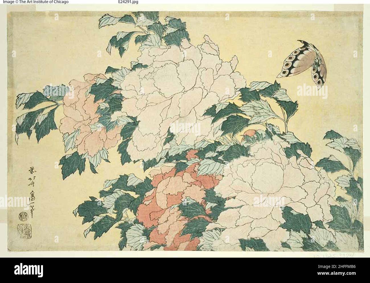 Pivoines et papillons, d'une série sans titre de grandes fleurs, Japon, c.1833/34. Banque D'Images