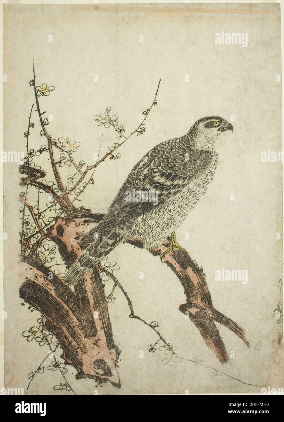 Hawk on a Plum Branch, Japon, c.1796/1804. Banque D'Images