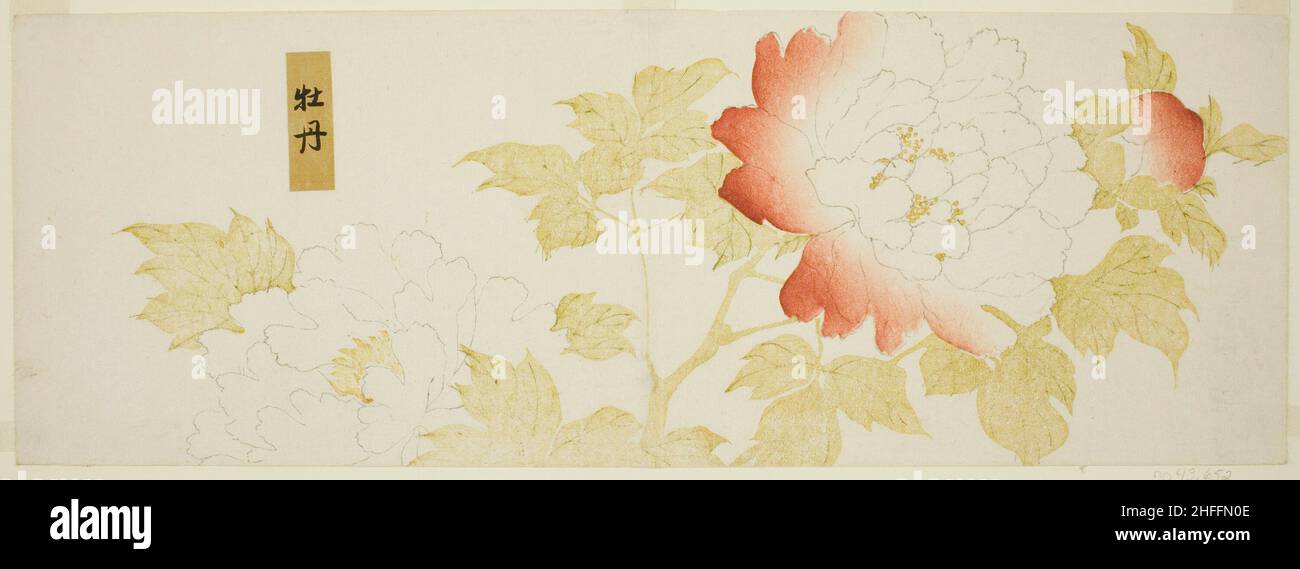 Pivoines, Japon, n.d. Banque D'Images