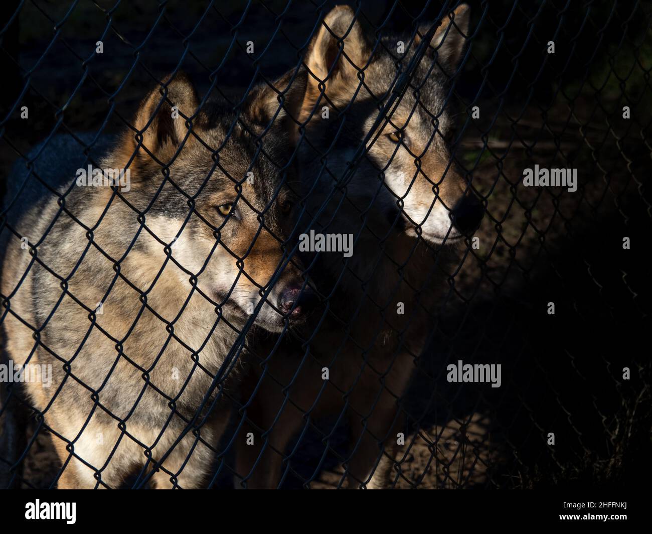 Deux loups eurasiens par une clôture en fil de fer, à moitié sombre et effrayant. Banque D'Images