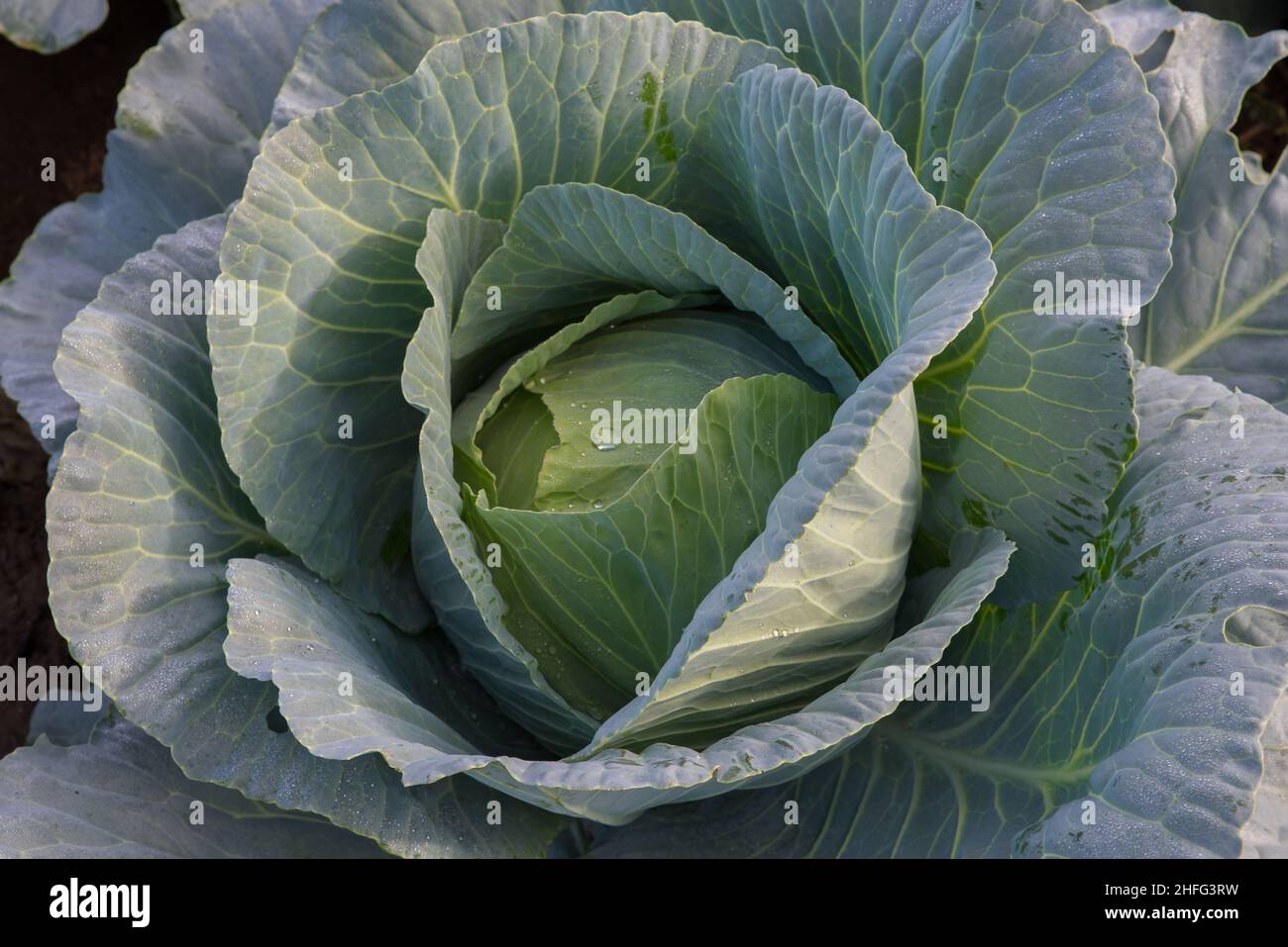 Le chou vert frais. Banque D'Images