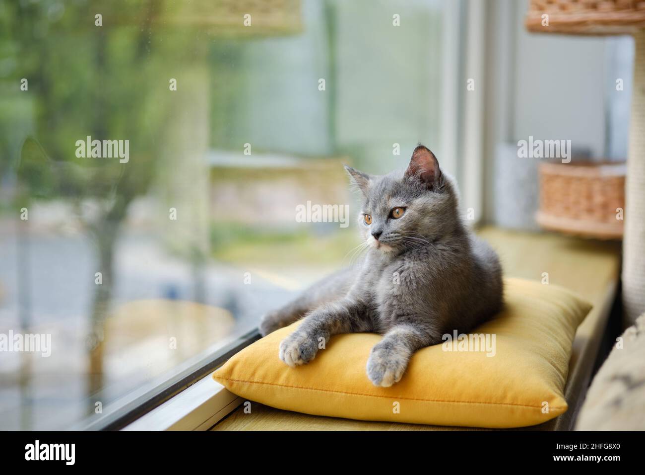 Portrait d'un beau chat gris allongé sur l'oreiller et regardant par la fenêtre Banque D'Images