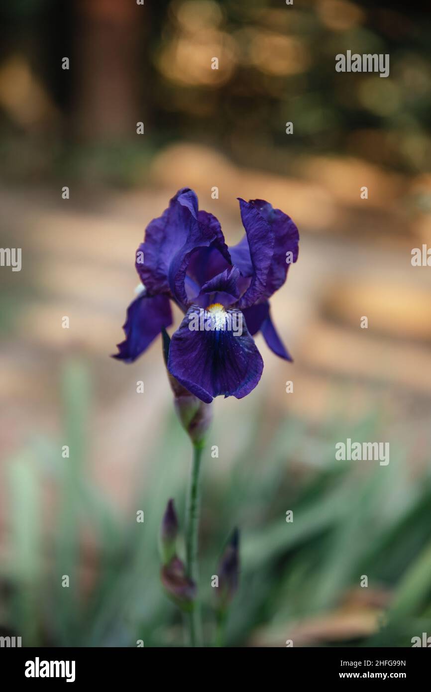 Fleur d'iris violet foncé avec espace négatif. Banque D'Images
