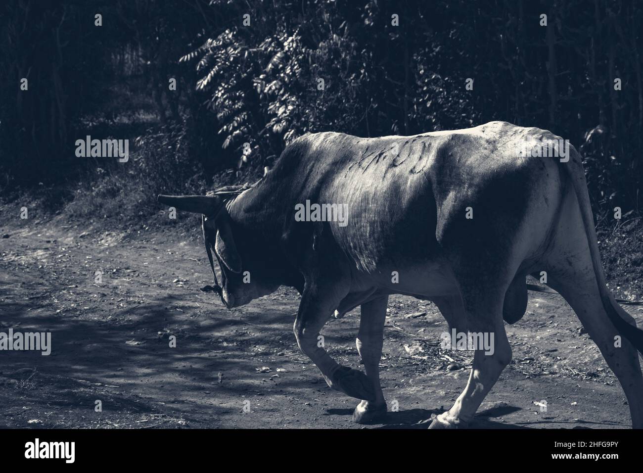 Triste animal de vache Banque D'Images