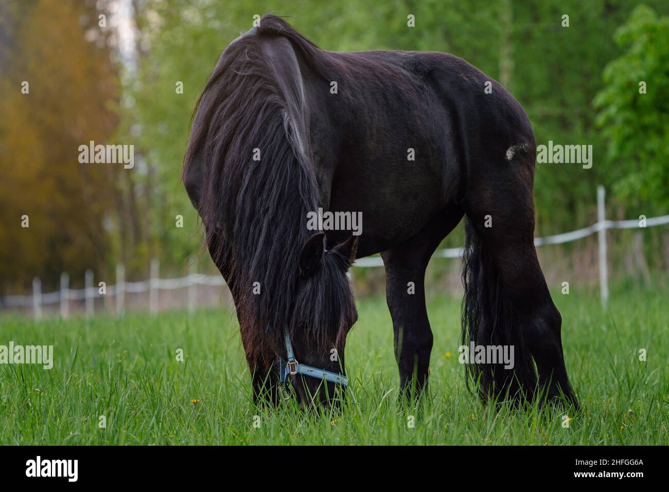 Pacage de chevaux de la Frise dans la prairie Banque D'Images