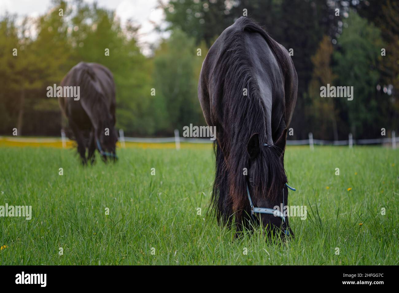 Pacage de chevaux de la Frise dans la prairie Banque D'Images