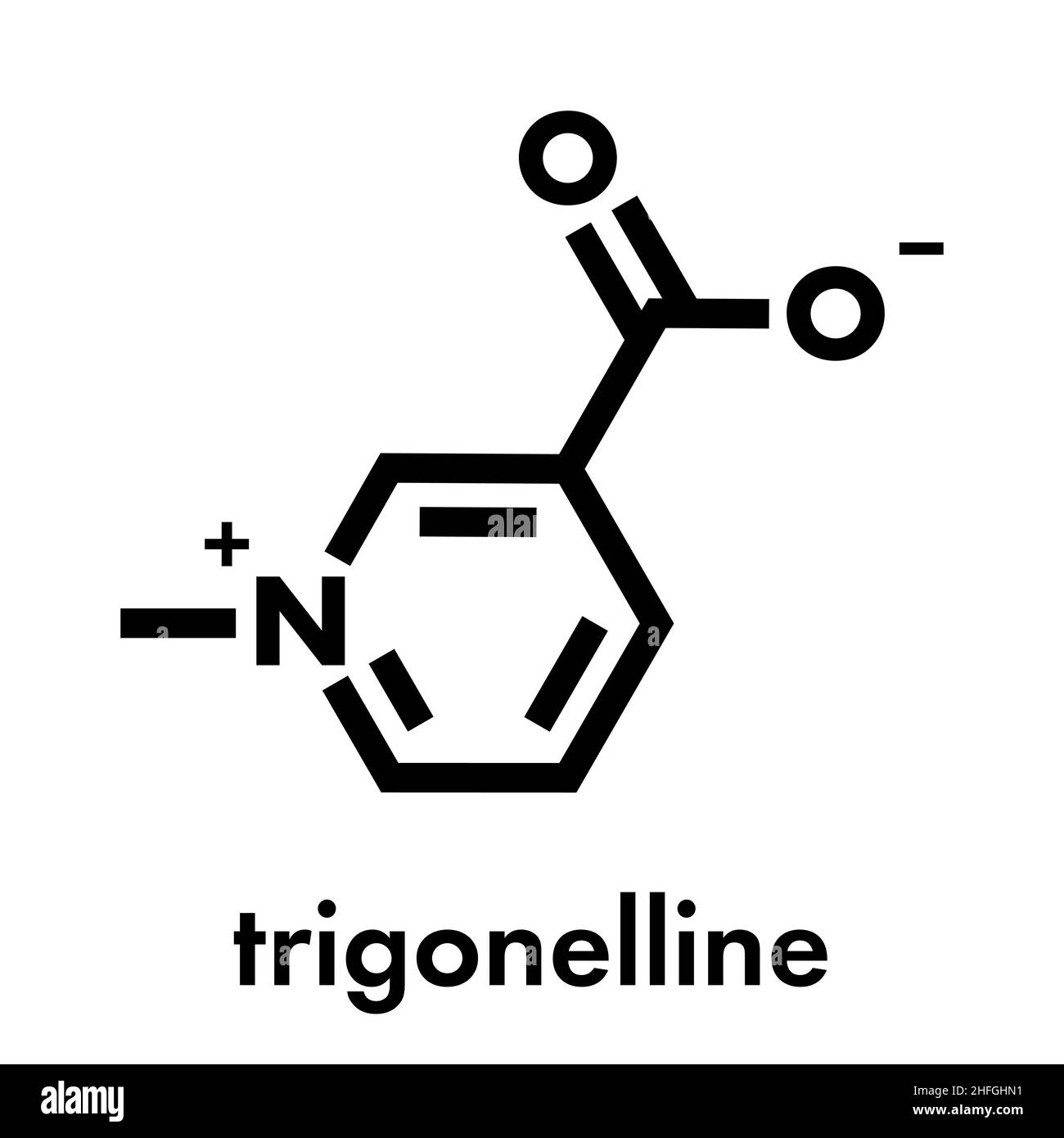 La Trigonelline molécule. Métabolite de la niacine (vitamine B3) mais aussi dans un certain nombre de plantes, y compris le fenugrec. Formule topologique. Illustration de Vecteur