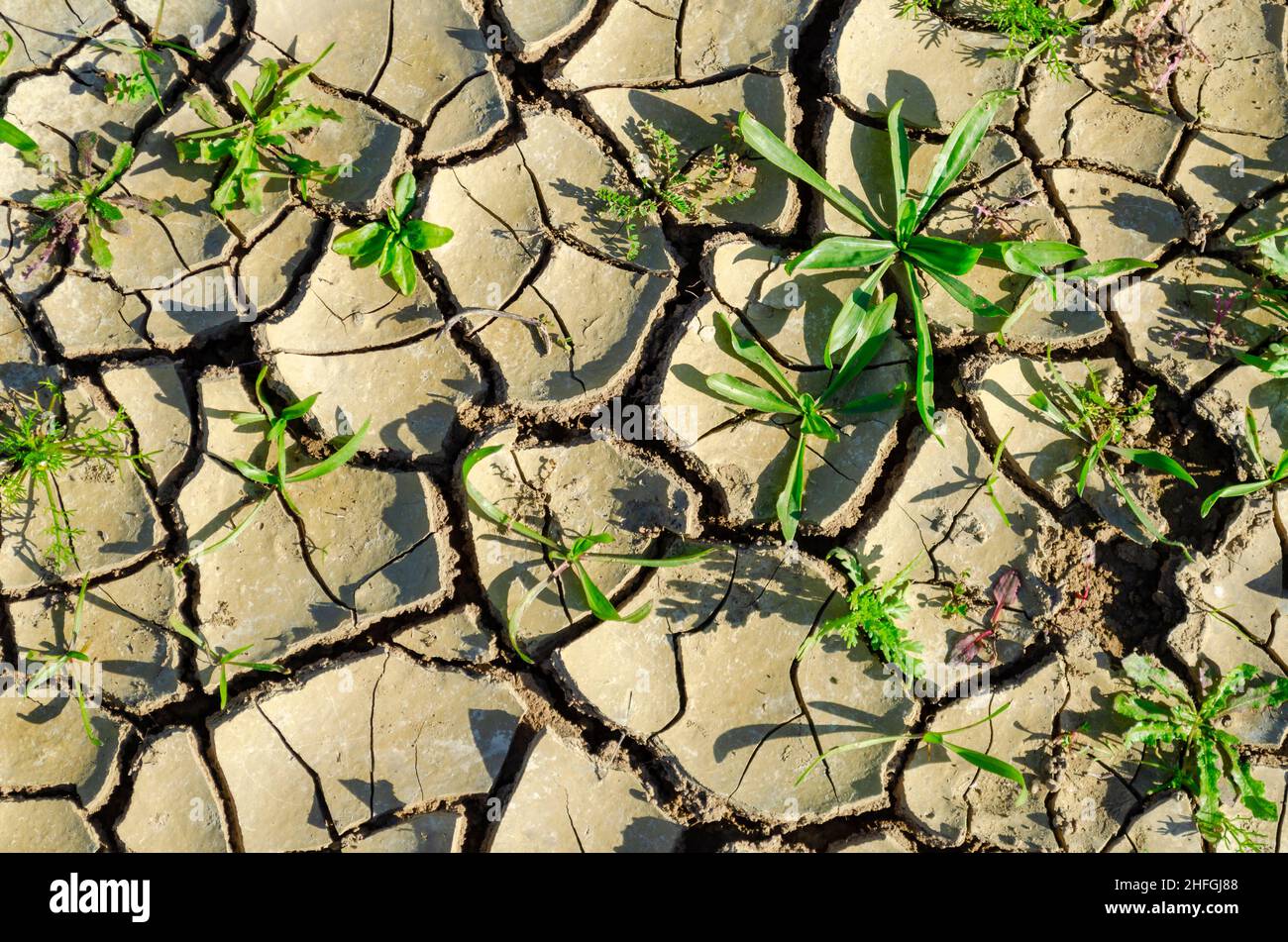 Les plantes vertes de la terre craquelée Banque D'Images