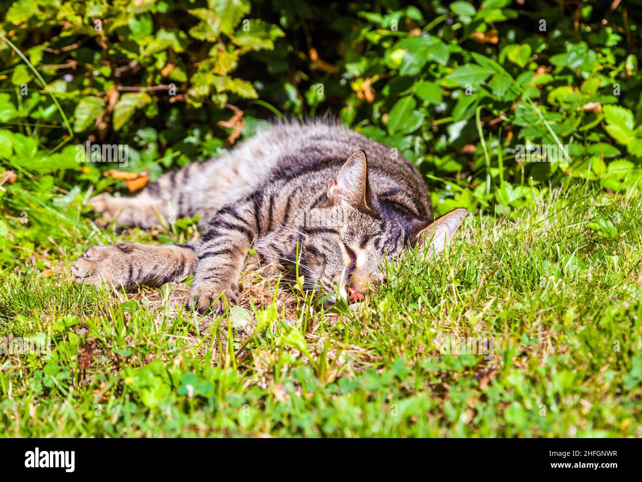 Chat Rouge Blanc Couche Dans L Herbe Banque De Photographies Et D Images A Haute Resolution Alamy