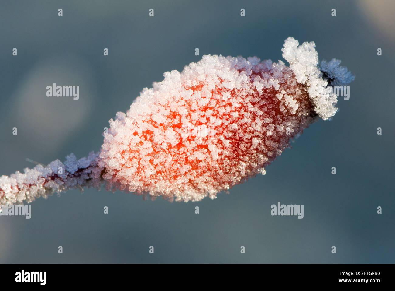 Une seule rose rouge sauvage de la hanche avec dépoussiérage du gel blanc, Sussex, Royaume-Uni, janvier Banque D'Images