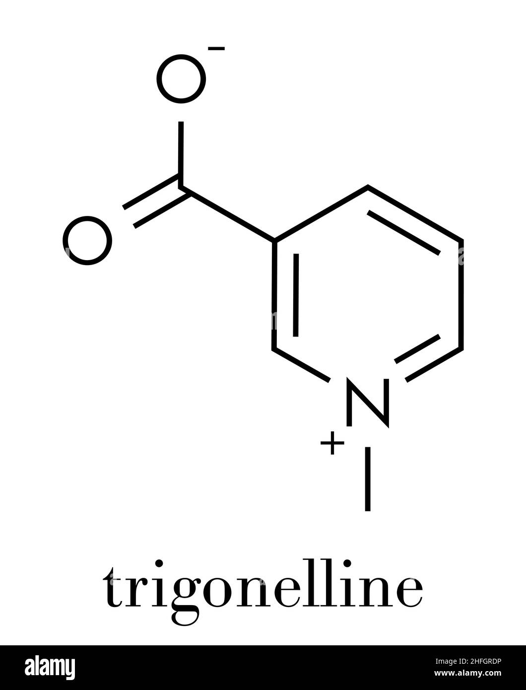 La Trigonelline molécule. Métabolite de la niacine (vitamine B3) mais aussi dans un certain nombre de plantes, y compris le fenugrec. Formule topologique. Illustration de Vecteur