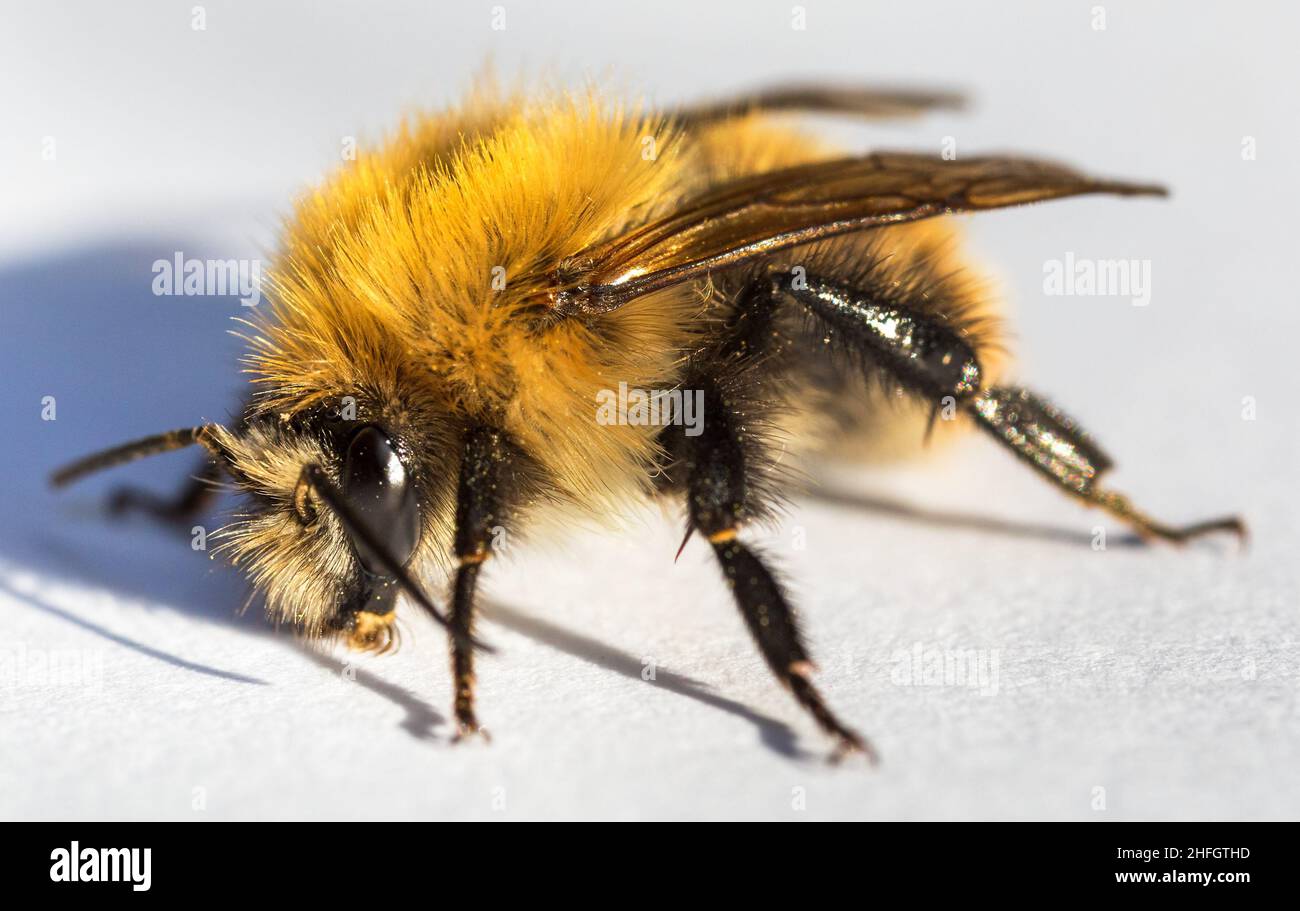 insecte bourdon isolé sur fond blanc Banque D'Images