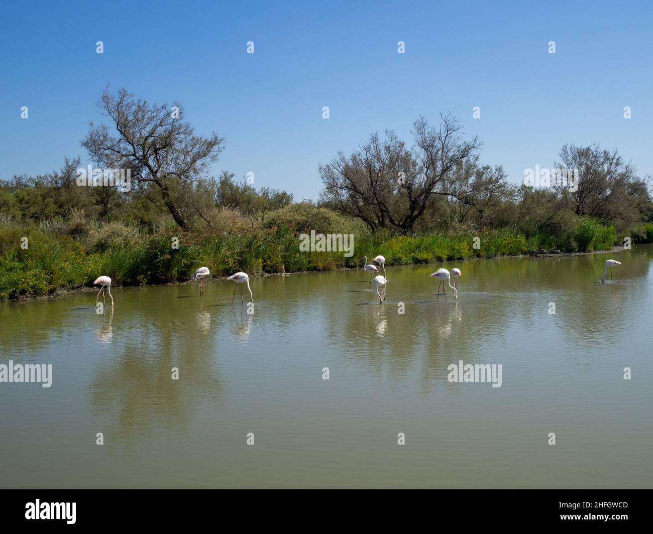 Flamants au Parc ornithologique de Pont de Gau Banque D'Images