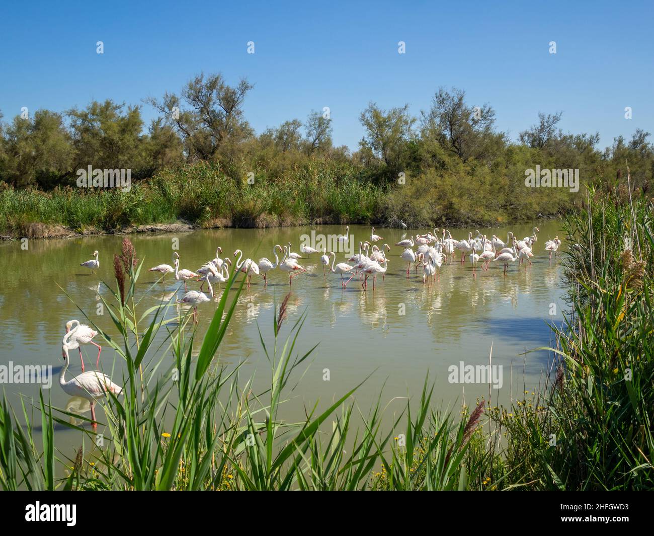 Flamants au Parc ornithologique de Pont de Gau Banque D'Images