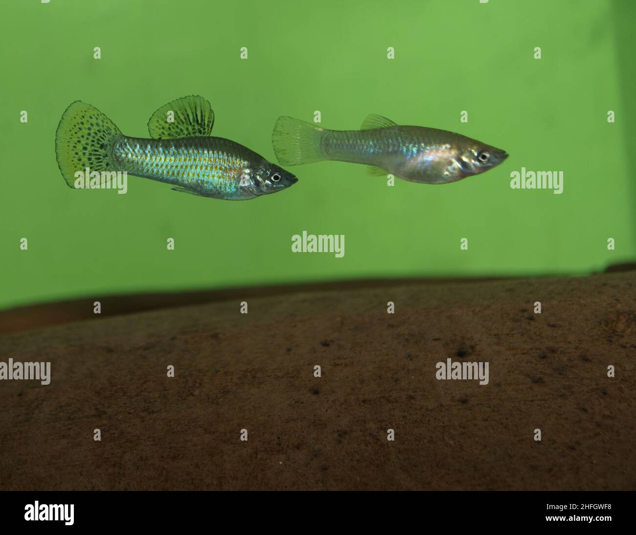 Une paire de mollies mexicaines (Poecilia mexicana) dans un aquarium. De stocks sauvages capturés dans le lac Apanas au Nicaragua Banque D'Images