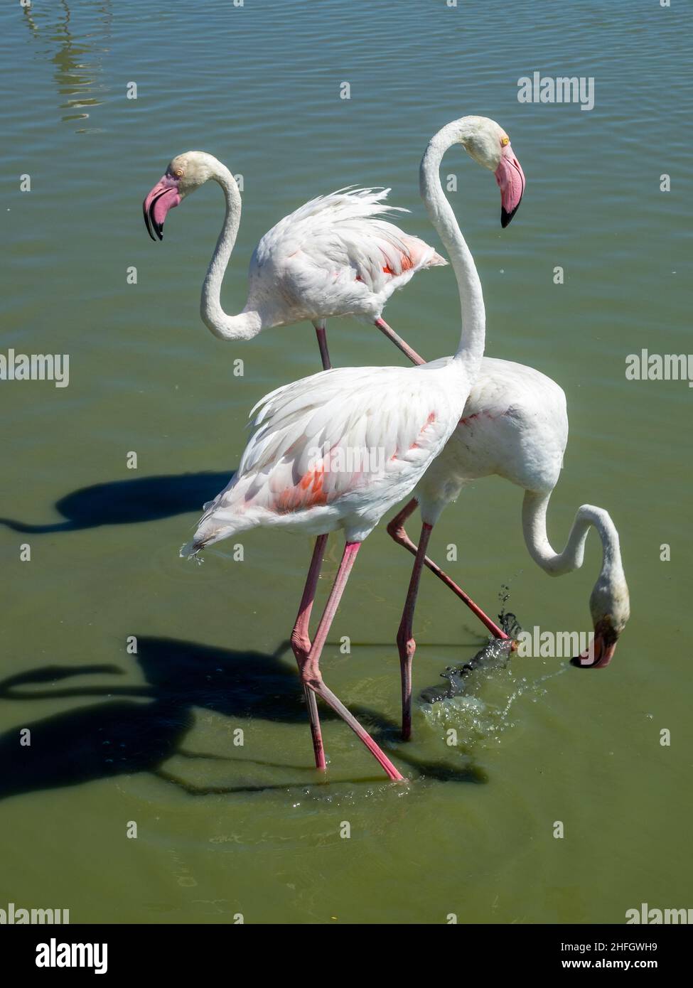 Flamants au Parc ornithologique de Pont de Gau Banque D'Images