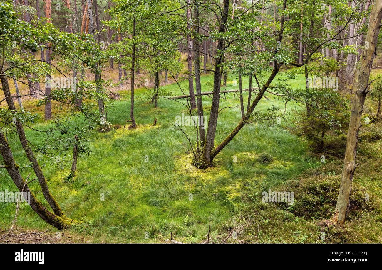 Forêt de conifères de Bory Tucholskie paysage boisé avec végétation marécageuse près de Chojnice dans la région de Pomerania en Pologne Banque D'Images