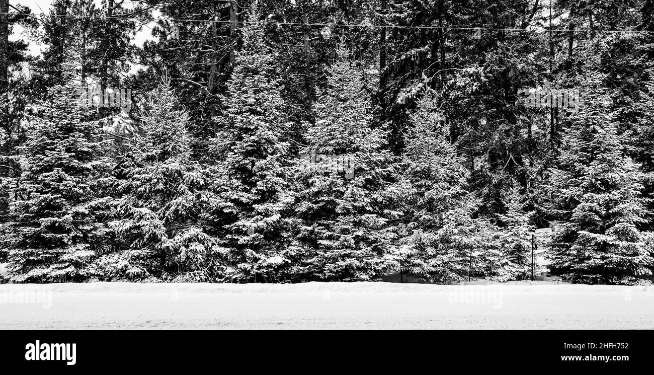 Arbres dépolies en rangée dans la neige froide d'hiver Banque D'Images