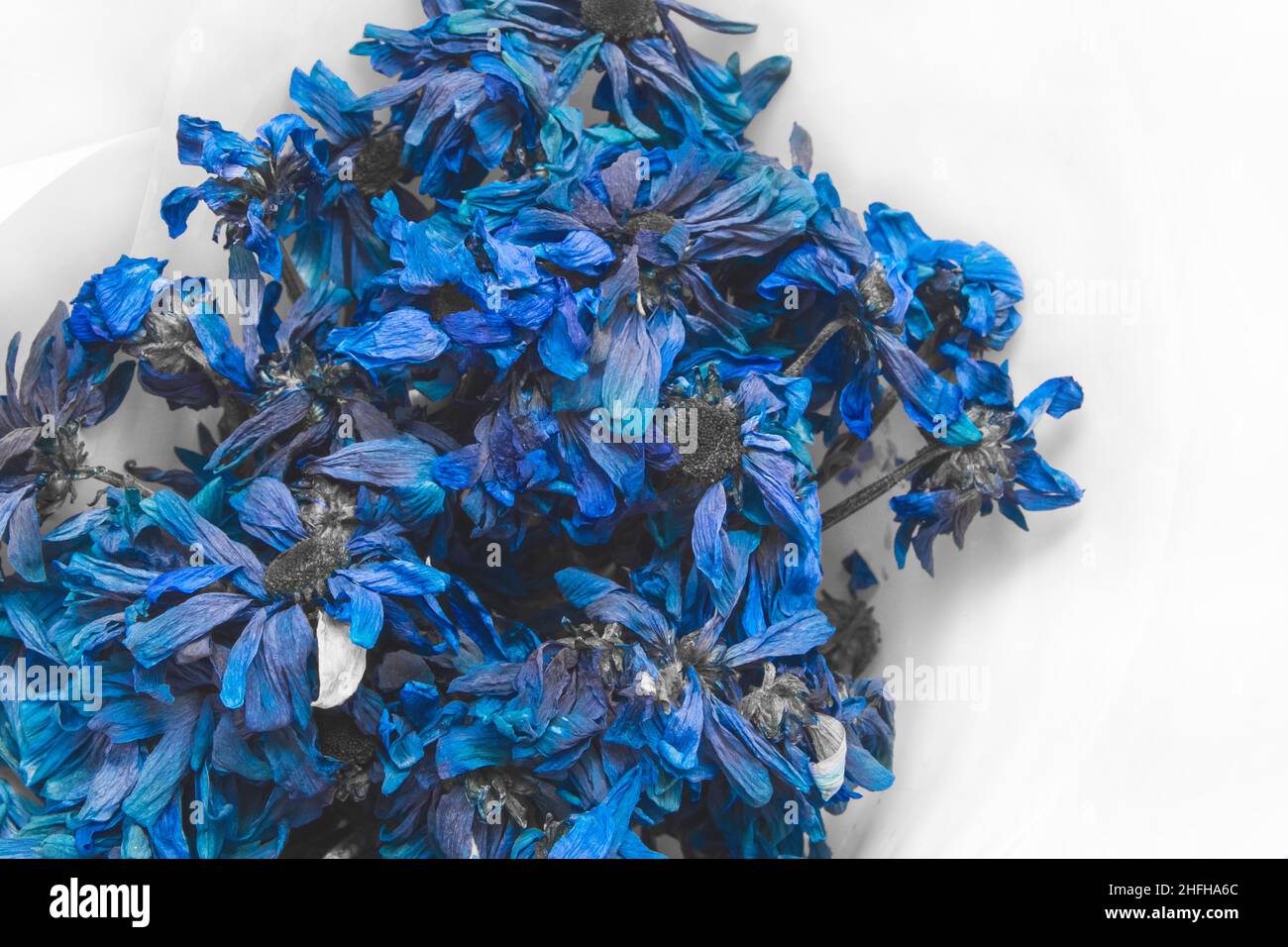 Fleurs de maïs bleu séchées nature sèche morte de la plante sur fond blanc. Banque D'Images