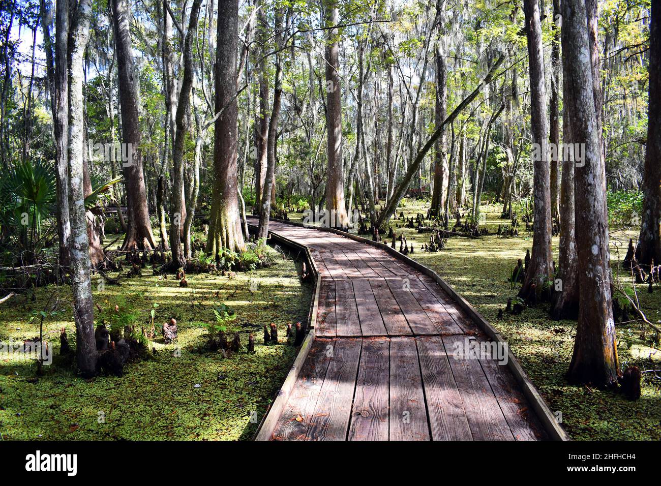 Une promenade en bois entourée d'arbres mène à travers un marais Banque D'Images