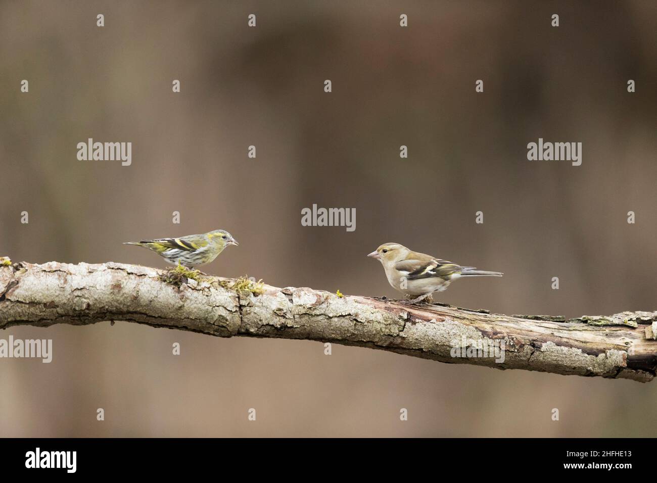 Siskin eurasien (Carduelis spinus) femelle adulte et chaffin commun (Fringilla coelebs) femelle adulte perchée sur la branche Banque D'Images
