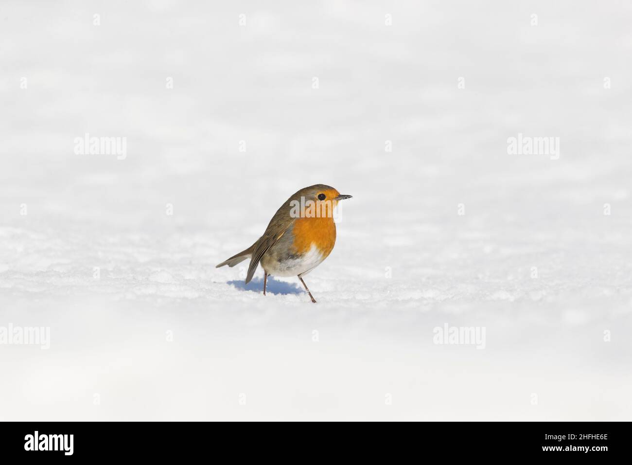 Robin européen (erithacus rubecula) adulte debout sur un sol recouvert de neige Banque D'Images