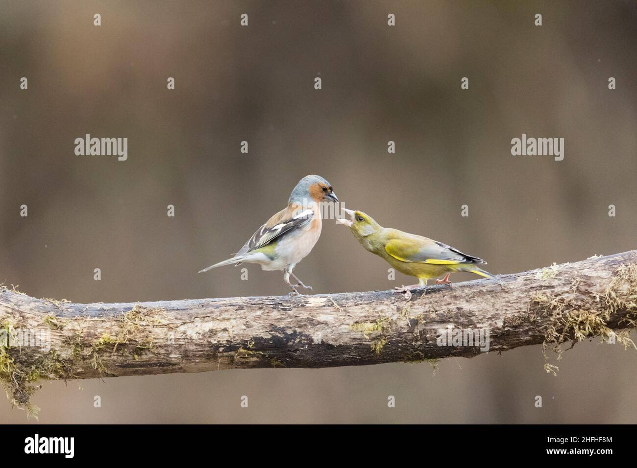 Chaffin commun (Fringilla coelebs) adulte mâle et verdfinch européen (Carduelis chloris), adulte mâle luttant sur branche Banque D'Images
