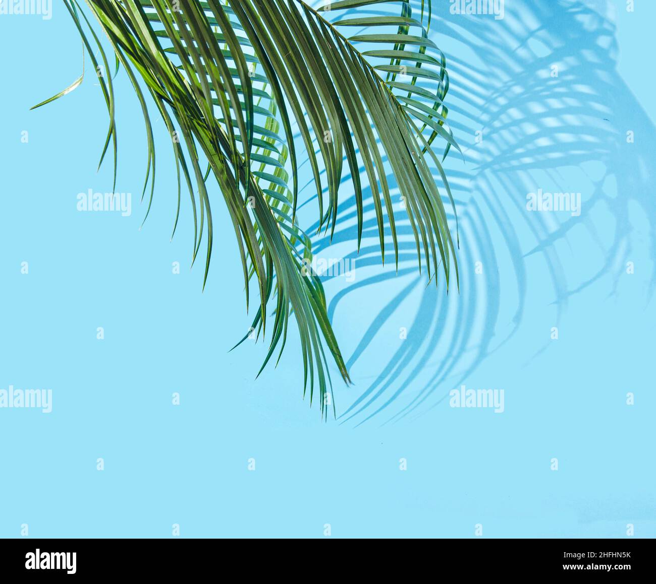 Feuilles et ombres de palmier sur fond bleu.Concept créatif pour la publicité des vacances de printemps.Design artistique pour la bannière Web de l'agence de voyage Banque D'Images