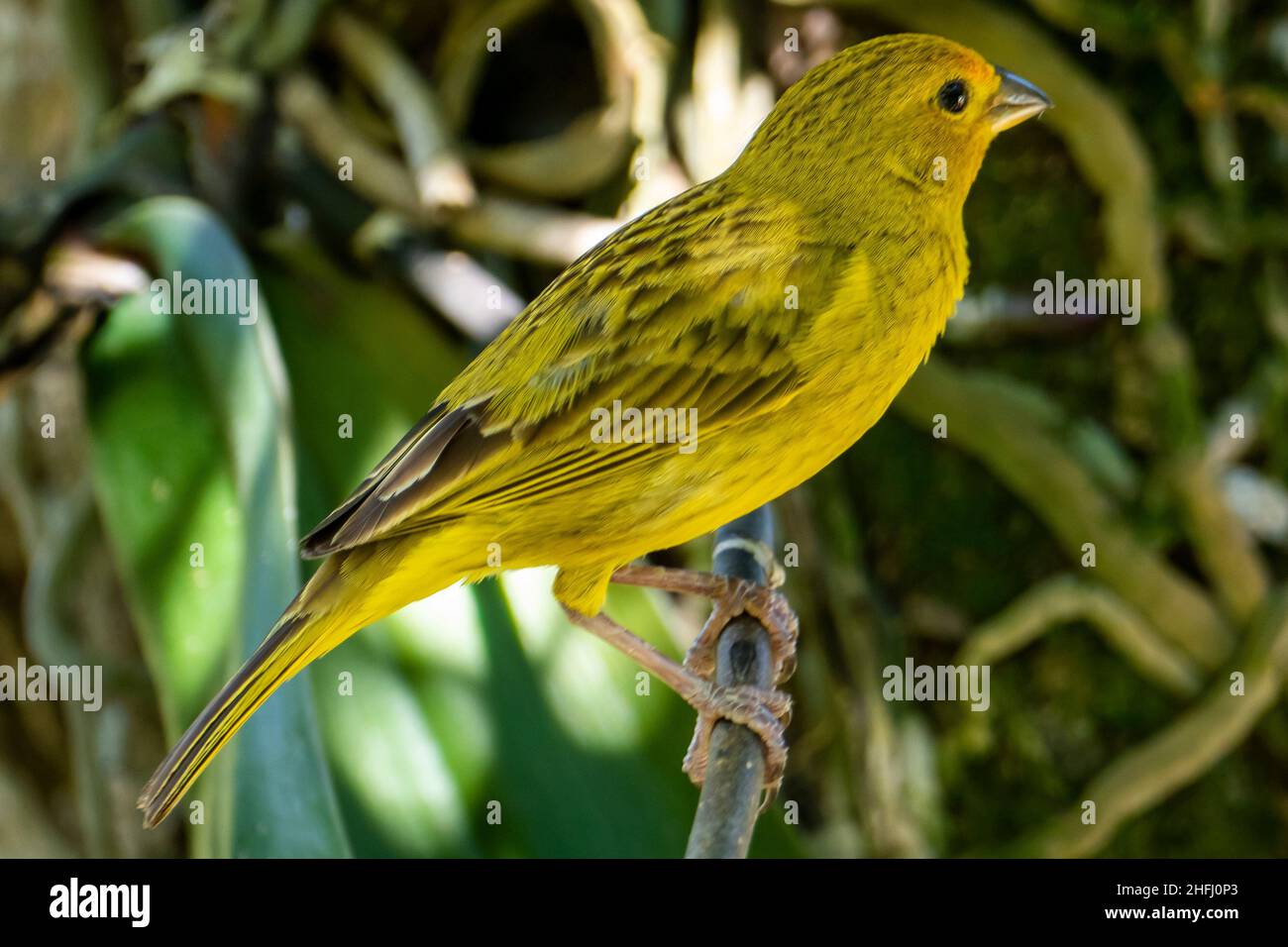 Canari atlantique, un petit oiseau sauvage brésilien. Le Crithagra flaviventris jaune canari est un petit oiseau de passereau de la famille finch. Banque D'Images