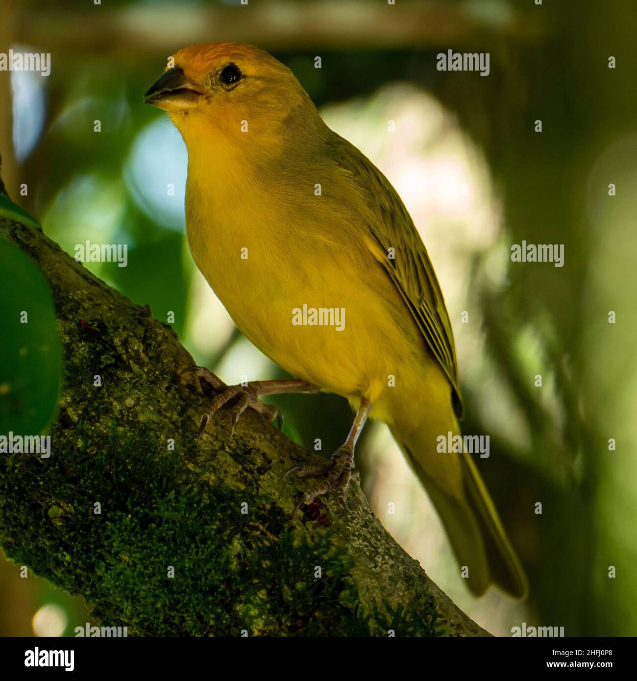 Canari atlantique, un petit oiseau sauvage brésilien. Le Crithagra flaviventris jaune canari est un petit oiseau de passereau de la famille finch. Banque D'Images
