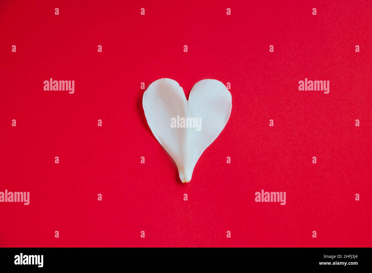 Pétale de fleur blanche en forme de coeur sur fond rouge.Symbole Saint-Valentin.Concept de carte de vœux créative.Copier l'espace. Banque D'Images