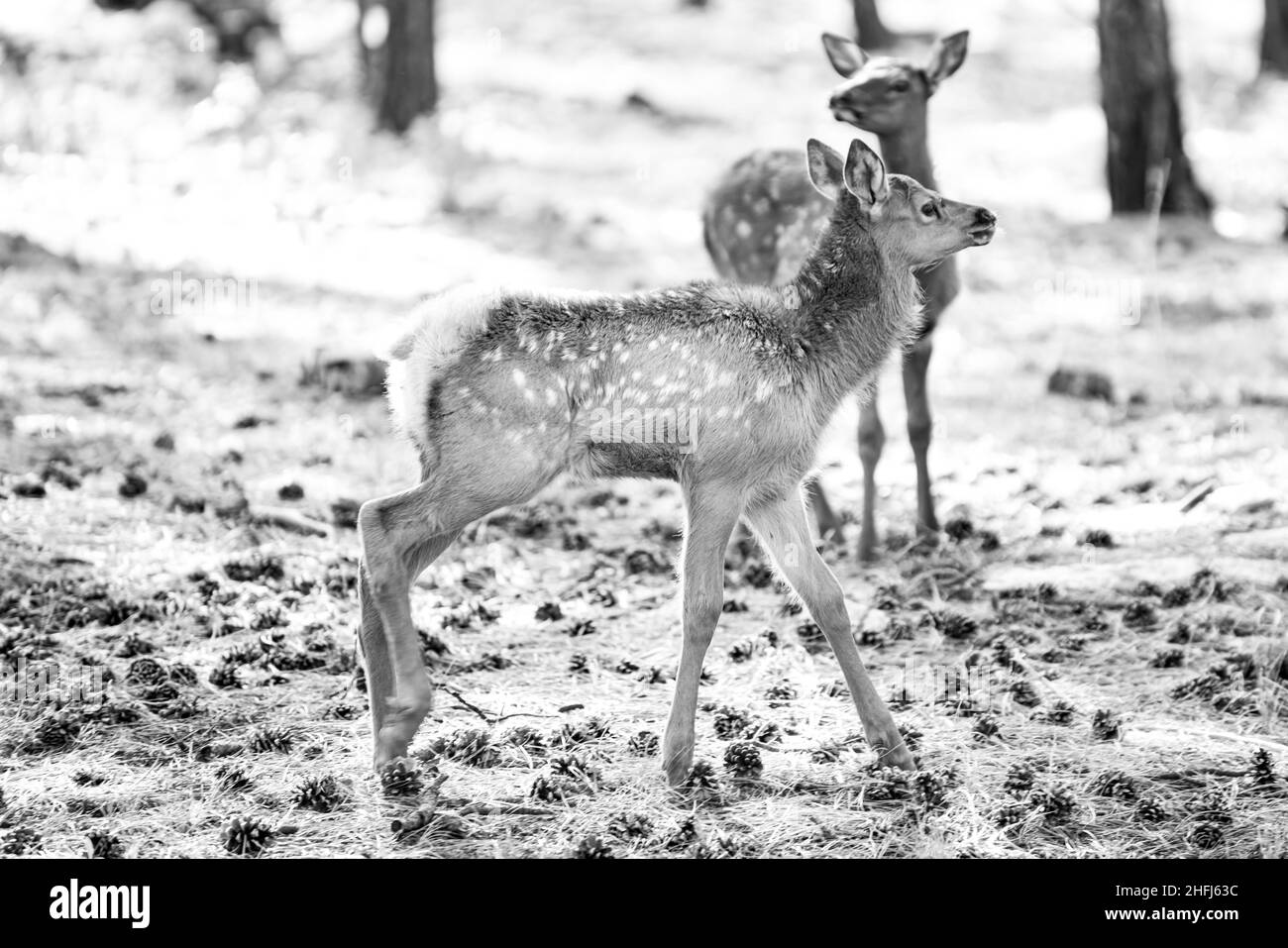 Deer Fawn, Bambi, capriolus. Jeune œufs à queue blanche. Magnifique animal sauvage en buck. Banque D'Images