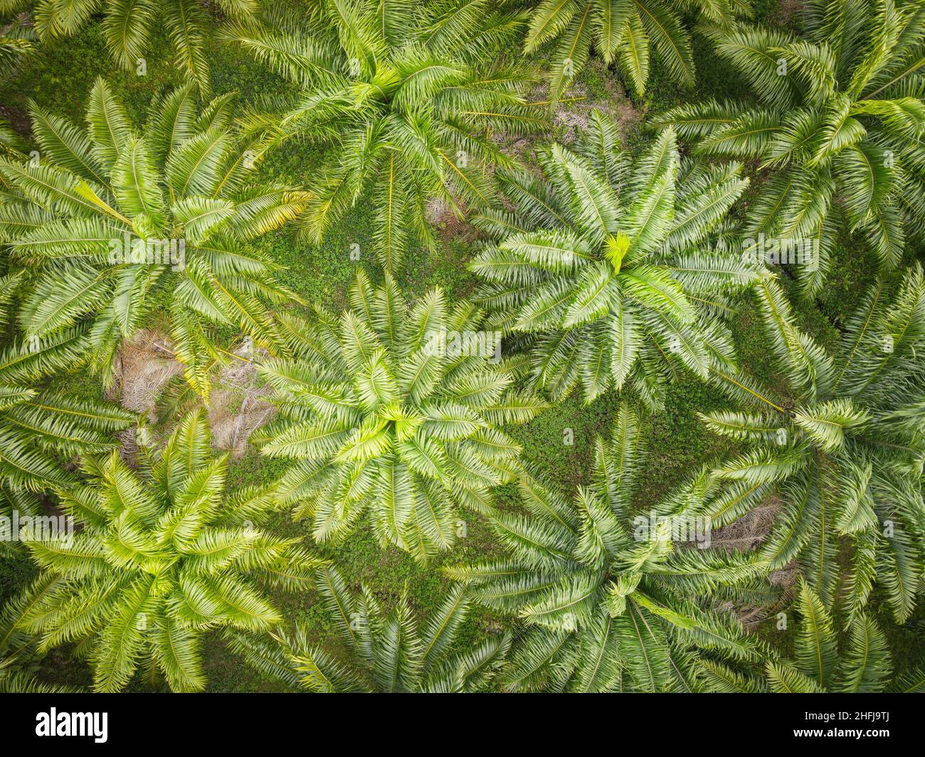 Vue aérienne du palmier champs verts nature agricole arrière-plan de la ferme, vue de dessus les feuilles de palmier du dessus des récoltes en vert, vue d'oiseau Trop Banque D'Images