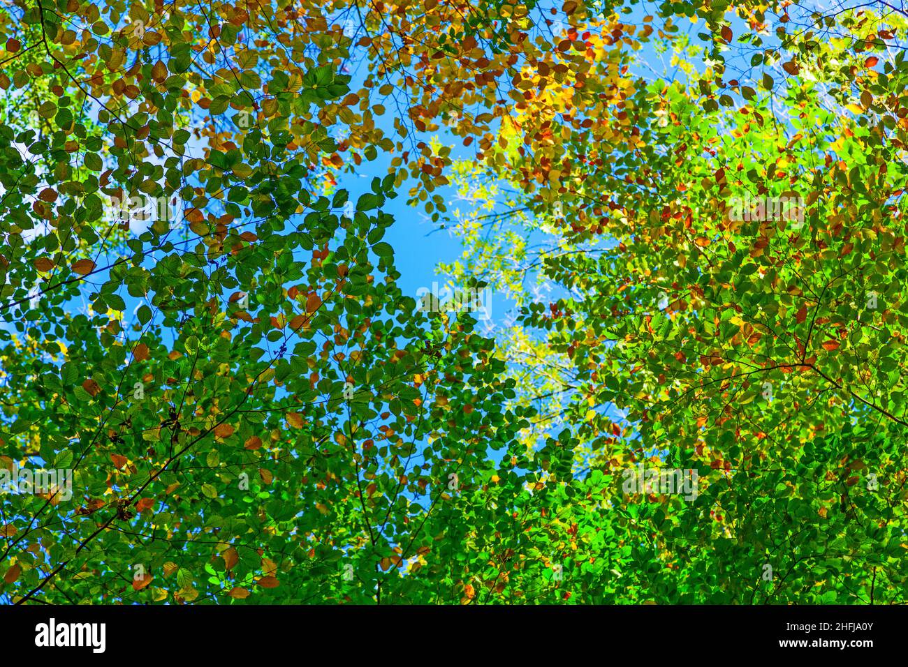 Couronne de chêne arbres en automne sous ciel bleu Banque D'Images